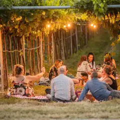 Un gruppo di amici gode di un magico aperitivo in vigna in Veneto, tra filari illuminati da lucine e il profumo dell'estate.