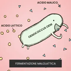 Un batterio Oenococcus oeni trasforma l'acido malico in acido lattico, un processo chiave nella fermentazione malolattica del vino.