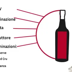 Scheda informativa per l'acquisto di vino: ABV, denominazione, annata, produttore e denominazioni come Reserve, Grand Cru, Crianza. Le caratteristiche del Cabernet Franc sono fondamentali per la scelta.