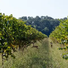 Due caprioli pascolano tra i filari di vite rigogliosi, un'oasi di pace nei pressi di Villa Bogdano.