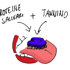 Proteine salivari e tannino si incontrano in bocca, creando una sensazione di astringenza.