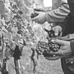 Vendemmia di uve Nebbiolo, il vitigno del Barbaresco. Mani esperte raccolgono i grappoli maturi, pronti per diventare un grande vino.