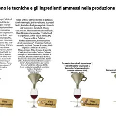 Vino biologico e biodinamico: ingredienti e tecniche. Immagine mostra diversi tipi di vino con etichette che indicano "Convenzionale", "Biologico", "Biodinamico" e "Naturale".