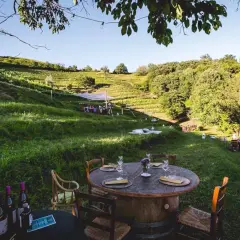 Un incantevole picnic in vigna in Lombardia, con tavoli apparecchiati tra i filari e un paesaggio collinare rigoglioso.
