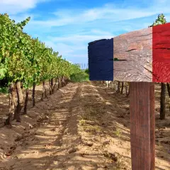 Vigneto con cartello tricolore francese, che evoca la differenza tra cabernet franc e cabernet sauvignon, uve simbolo della Francia.