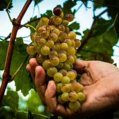 Mano che raccoglie uva succosa, promessa di vini pregiati dalle cantine a Sirmione.