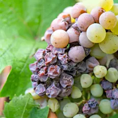Grappolo d'uva con acini appassiti e alcuni ancora succosi, dove le muffe nobili iniziano il loro lavoro di trasformazione.