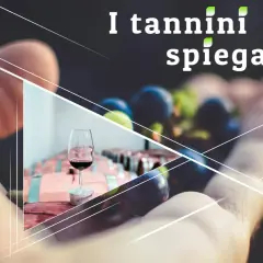 La mano tiene uva e un bicchiere di vino rosso, con botti di legno sullo sfondo. I tannini gallici spiegati.
