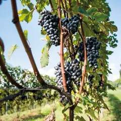 Grappoli d'uva scura pendono da tralci verdi, un vitigno autoctono che racconta la storia del territorio.
