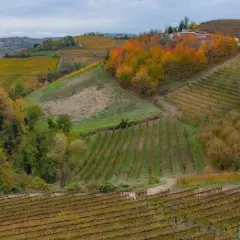 Colline vitate in autunno, con alberi dai colori vivaci. Un casale, forse di Ettore Germano, si intravede tra il fogliame.