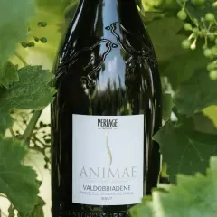 Bottiglia di Valdobbiadene Prosecco DOCG Brut "Animæ" tra le foglie, un esempio di vino biologico che rispetta il disciplinare.