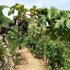 Grappoli maturi di uva nera pendono da viti antiche su un pendio terrazzato. Un sentiero di terra battuta attraversa il vigneto, promettendo un futuro Rossese di Dolceacqua DOC.