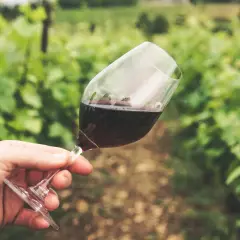 Un bicchiere di vino rosso, con una macchia di vino sul bordo, tenuto in mano tra i filari di una vigna.