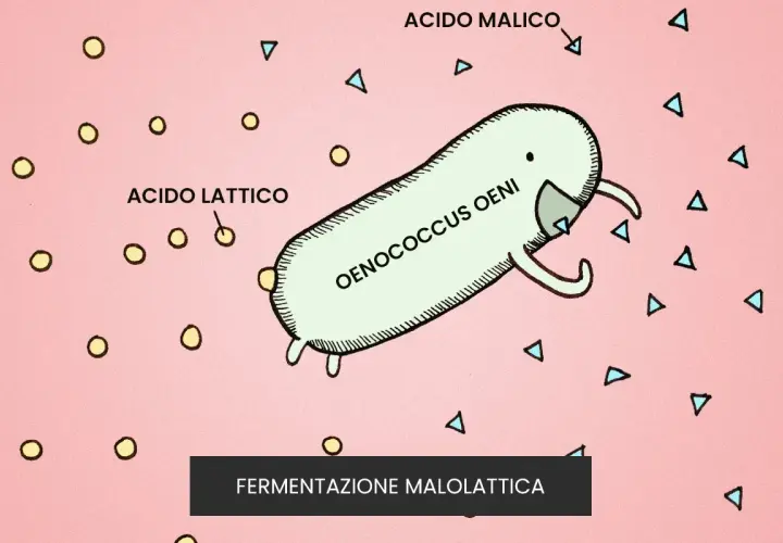 Un batterio Oenococcus oeni trasforma l'acido malico in acido lattico, un processo chiave nella fermentazione malolattica del vino.