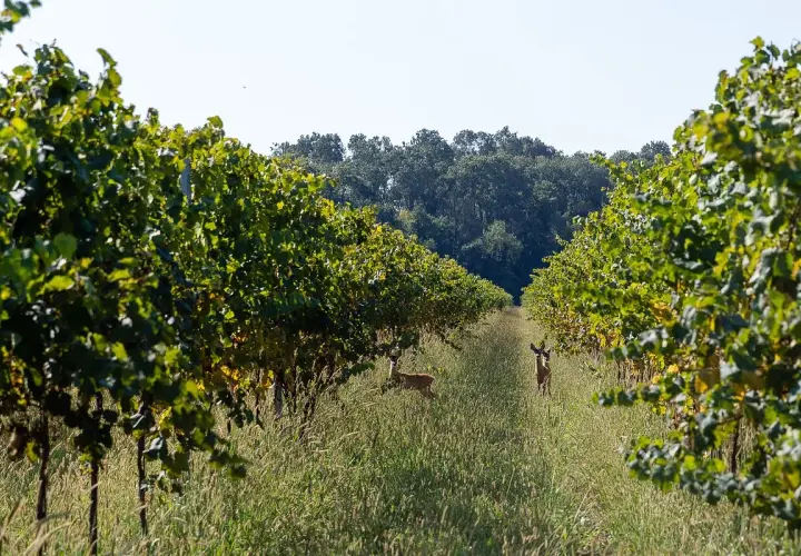 Due caprioli pascolano tra i filari di vite rigogliosi, un'oasi di pace nei pressi di Villa Bogdano.