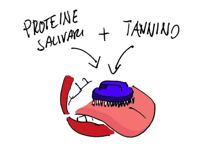 Proteine salivari e tannino si incontrano in bocca, creando una sensazione di astringenza.