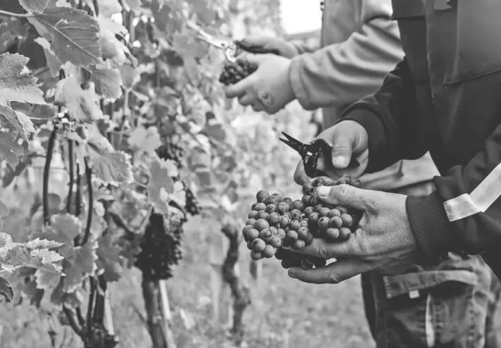 Vendemmia di uve Nebbiolo, il vitigno del Barbaresco. Mani esperte raccolgono i grappoli maturi, pronti per diventare un grande vino.