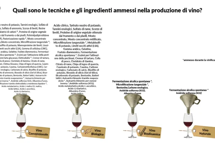 Vino biologico e biodinamico: ingredienti e tecniche. Immagine mostra diversi tipi di vino con etichette che indicano "Convenzionale", "Biologico", "Biodinamico" e "Naturale".
