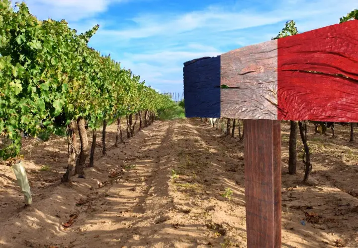 Vigneto con cartello tricolore francese, che evoca la differenza tra cabernet franc e cabernet sauvignon, uve simbolo della Francia.