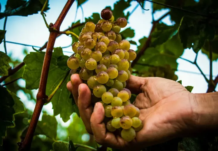 Mano che raccoglie uva succosa, promessa di vini pregiati dalle cantine a Sirmione.
