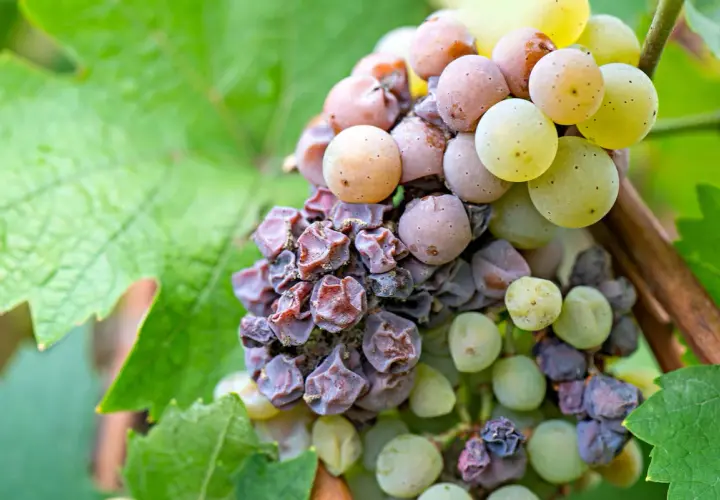 Grappolo d'uva con acini appassiti e alcuni ancora succosi, dove le muffe nobili iniziano il loro lavoro di trasformazione.