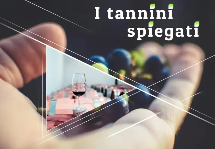 La mano tiene uva e un bicchiere di vino rosso, con botti di legno sullo sfondo. I tannini gallici spiegati.