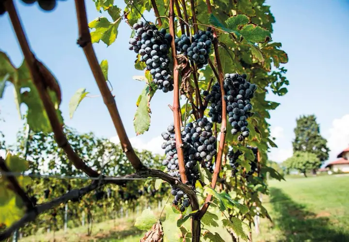 Grappoli d'uva scura pendono da tralci verdi, un vitigno autoctono che racconta la storia del territorio.