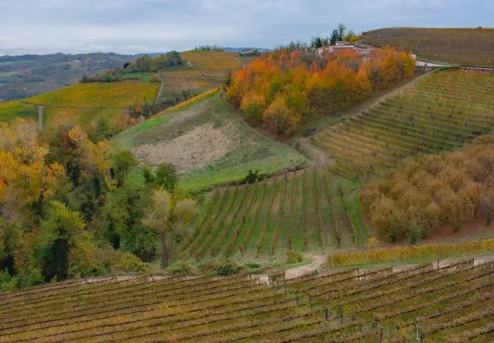 Colline vitate in autunno, con alberi dai colori vivaci. Un casale, forse di Ettore Germano, si intravede tra il fogliame.