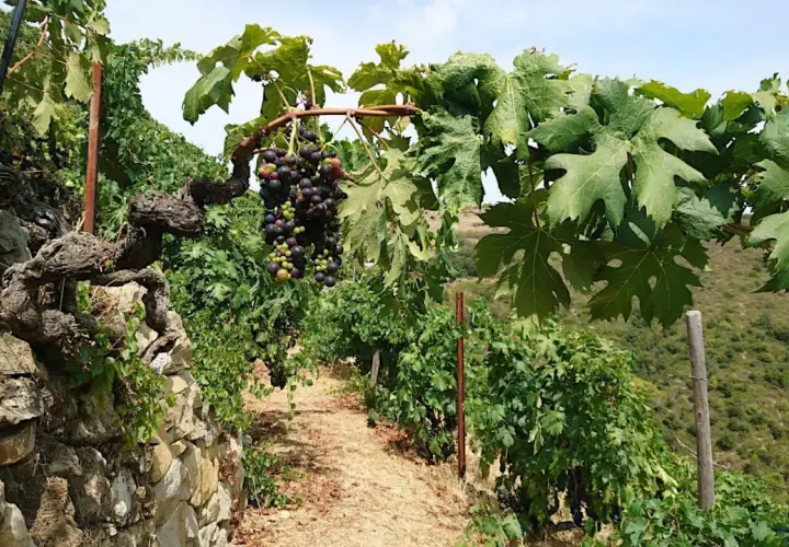 Grappoli maturi di uva nera pendono da viti antiche su un pendio terrazzato. Un sentiero di terra battuta attraversa il vigneto, promettendo un futuro Rossese di Dolceacqua DOC.