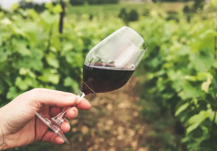 Un bicchiere di vino rosso, con una macchia di vino sul bordo, tenuto in mano tra i filari di una vigna.