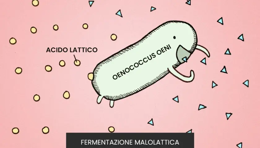 Un batterio Oenococcus oeni trasforma l'acido malico in acido lattico, un processo chiave nella fermentazione malolattica del vino.
