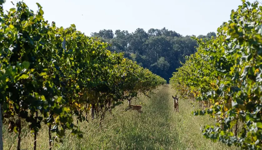 Due caprioli pascolano tra i filari di vite rigogliosi, un'oasi di pace nei pressi di Villa Bogdano.