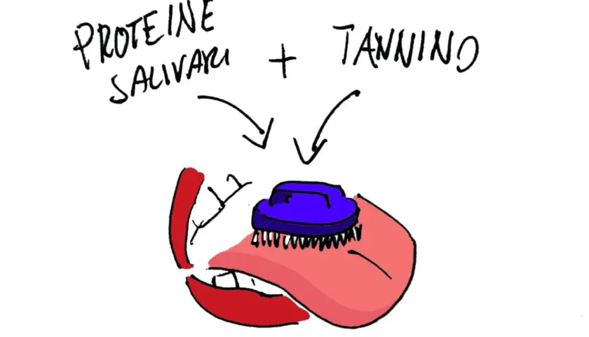 Proteine salivari e tannino si incontrano in bocca, creando una sensazione di astringenza.