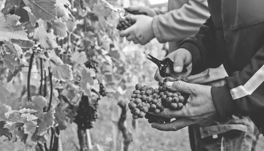 Vendemmia di uve Nebbiolo, il vitigno del Barbaresco. Mani esperte raccolgono i grappoli maturi, pronti per diventare un grande vino.
