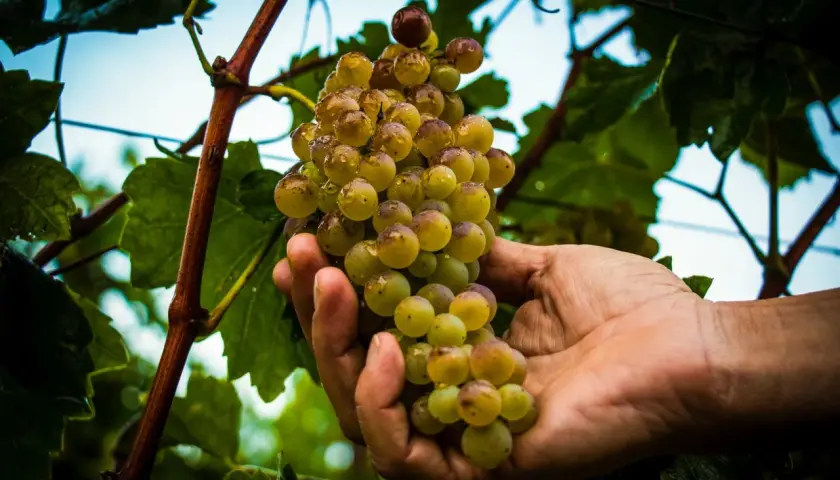 Mano che raccoglie uva succosa, promessa di vini pregiati dalle cantine a Sirmione.