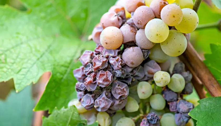 Grappolo d'uva con acini appassiti e alcuni ancora succosi, dove le muffe nobili iniziano il loro lavoro di trasformazione.