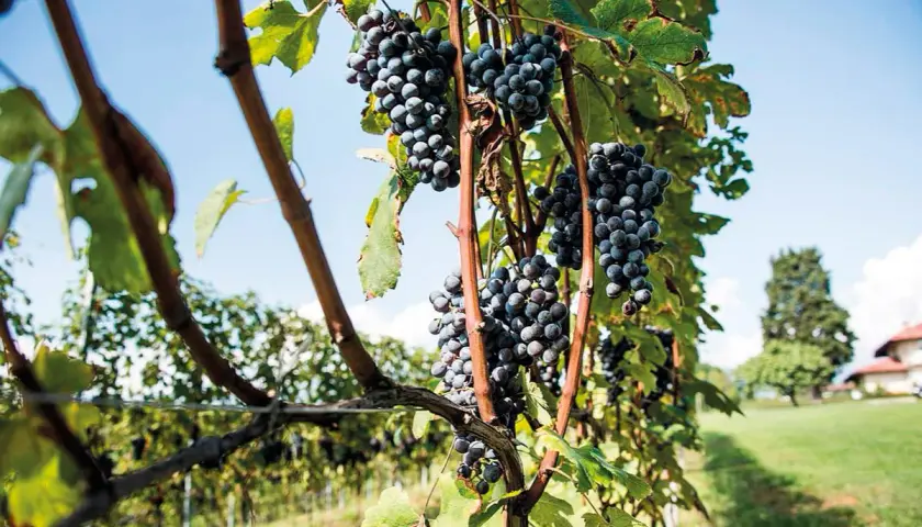 Grappoli d'uva scura pendono da tralci verdi, un vitigno autoctono che racconta la storia del territorio.