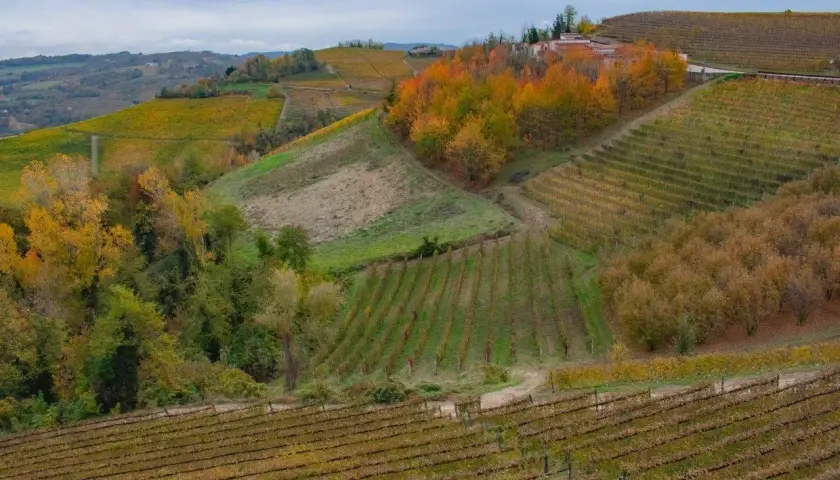 Colline vitate in autunno, con alberi dai colori vivaci. Un casale, forse di Ettore Germano, si intravede tra il fogliame.