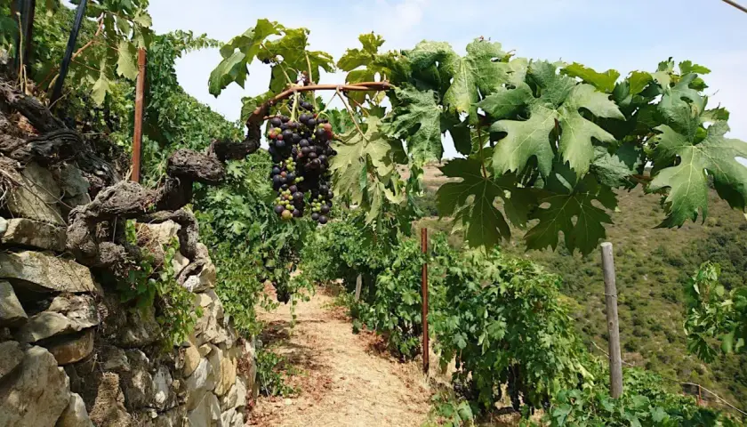 Grappoli maturi di uva nera pendono da viti antiche su un pendio terrazzato. Un sentiero di terra battuta attraversa il vigneto, promettendo un futuro Rossese di Dolceacqua DOC.