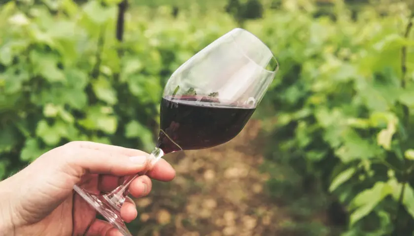 Un bicchiere di vino rosso, con una macchia di vino sul bordo, tenuto in mano tra i filari di una vigna.