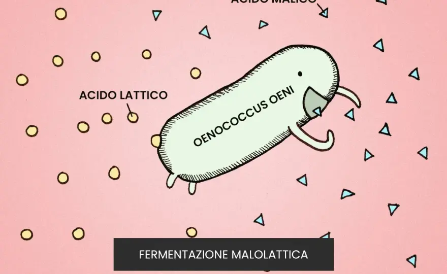 Fermentazione Malolattica - Guida Completa per Vini Migliori