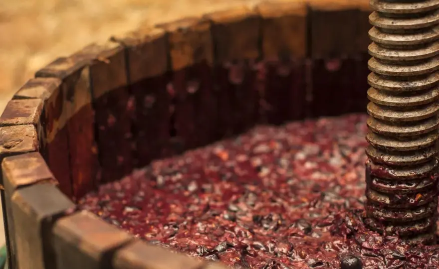 Mosto d'uva - Il segreto per un vino perfetto?