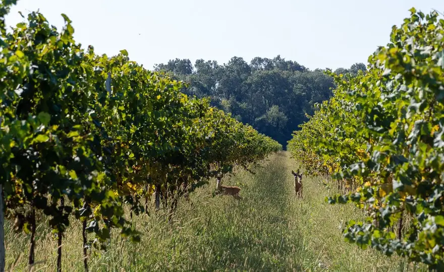 Villa Bogdano 1880 - Vini Lison-Pramaggiore: Guida completa