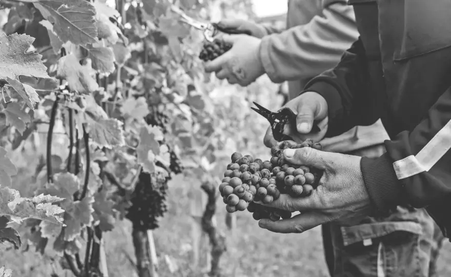 Barbaresco - Guida completa al Nebbiolo: scopri come sceglierlo