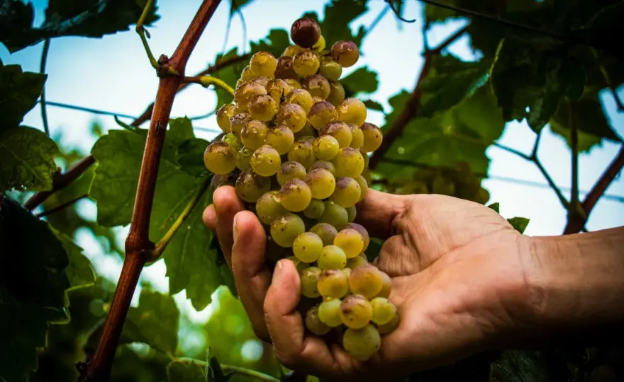 Cantine a Sirmione - Quale Lugana scegliere e perché?