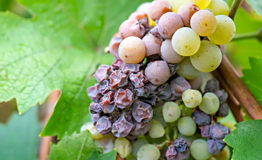 Muffa Nobile nel Vino - Il segreto della Botrytis cinerea