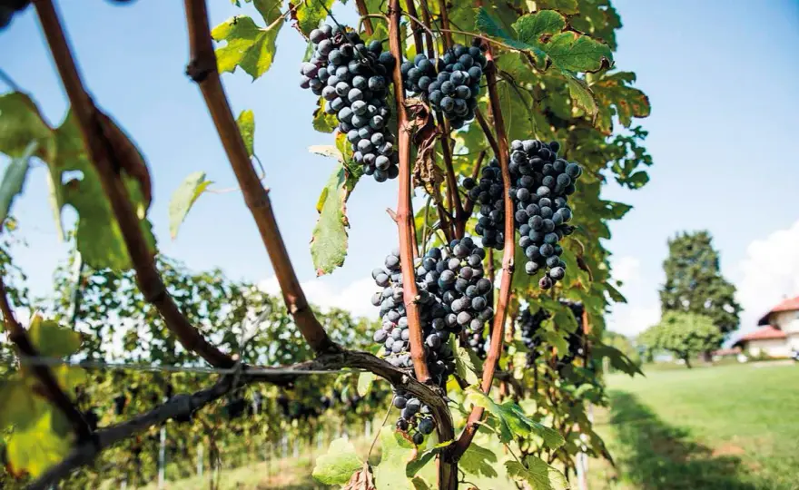 Vitigno autoctono - La guida per scegliere il vino giusto