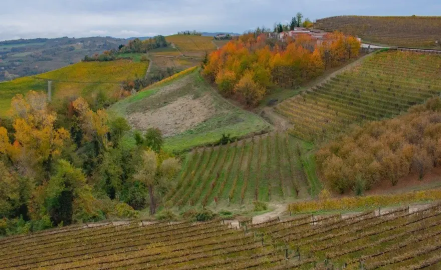 Riesling Ettore Germano - Un bianco delle Langhe da conoscere