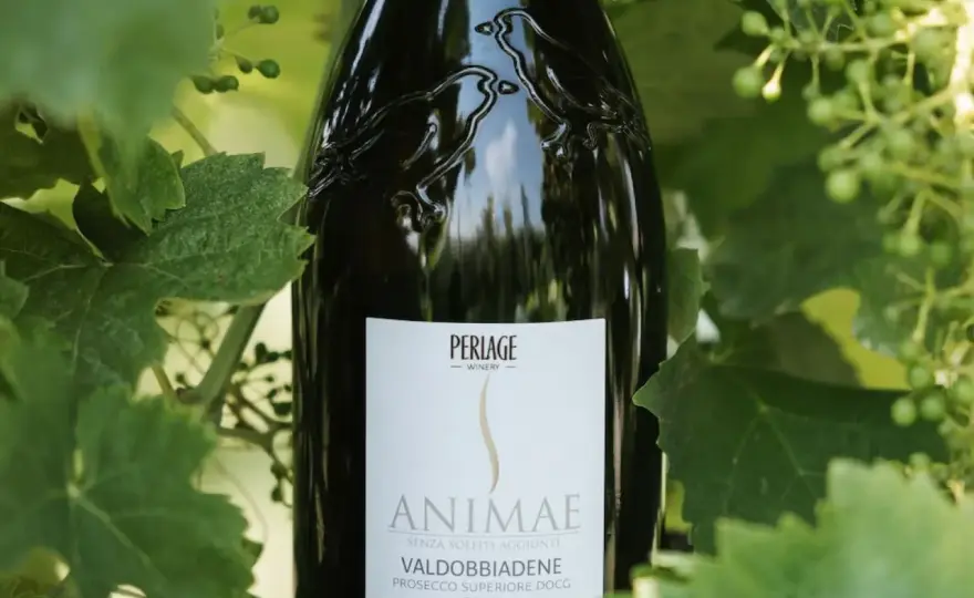 Vino biologico - Le regole che cambiano tutto (e i solfiti)
