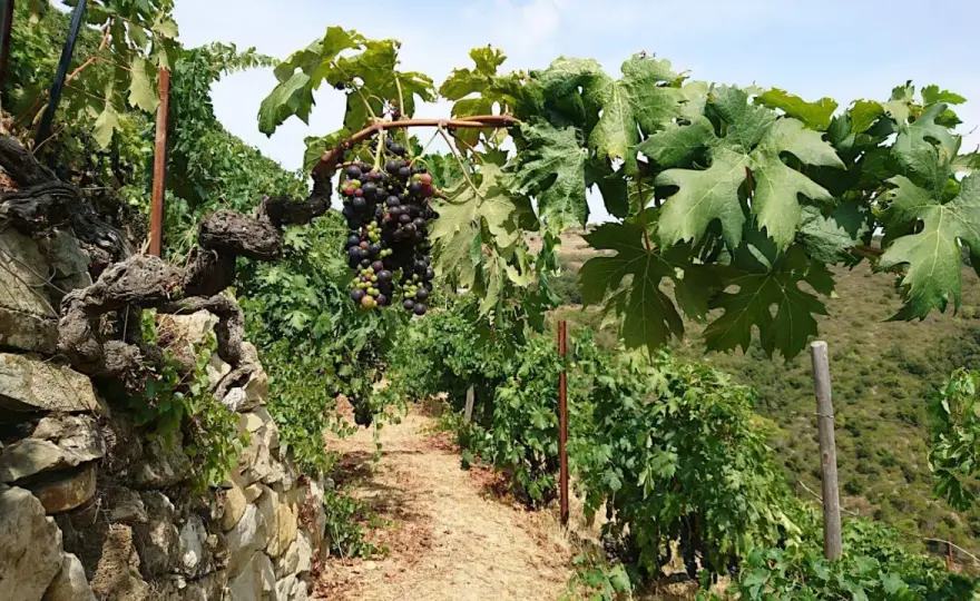Rossese di Dolceacqua DOC - Guida completa al vino ligure